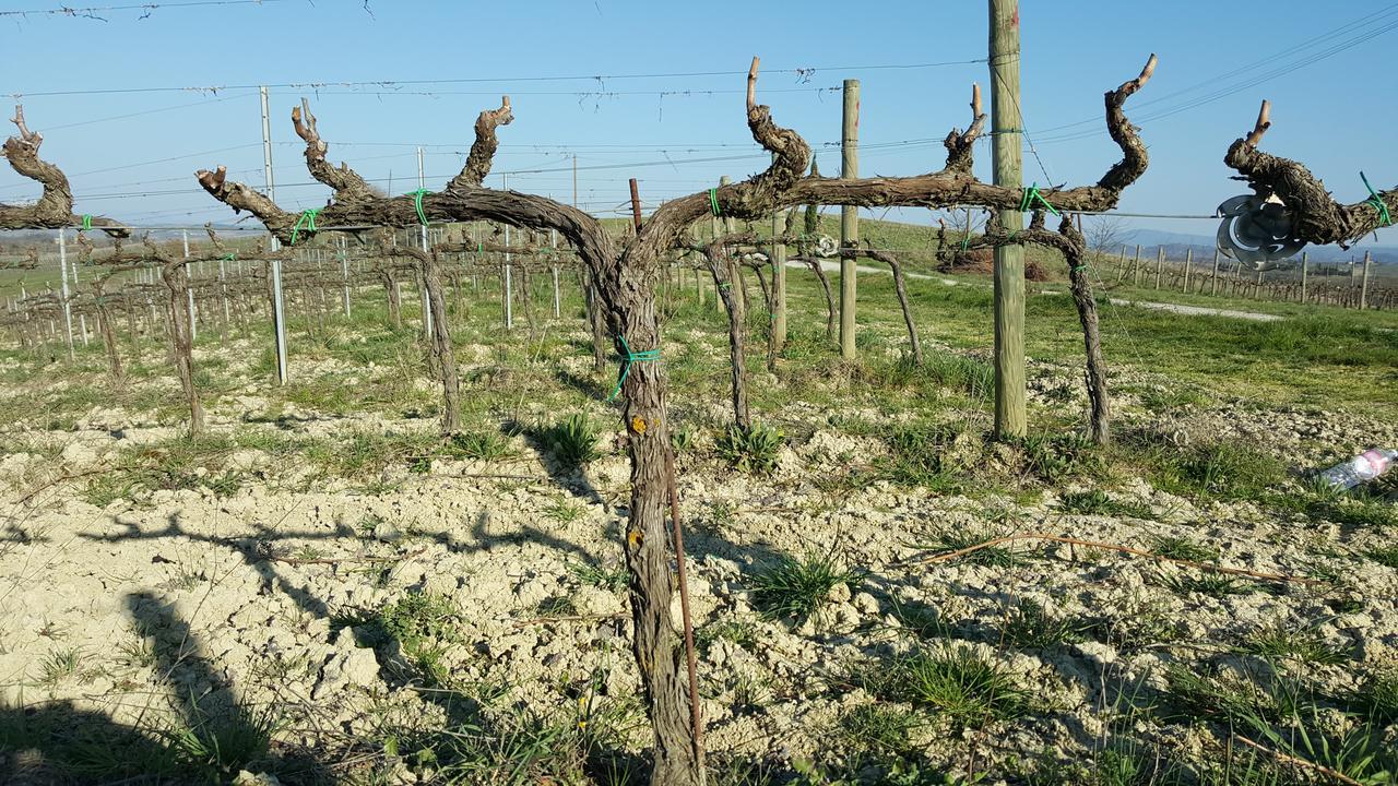 Montepulciano Stazione Agriturismo Podere Casa Al Vento מראה חיצוני תמונה